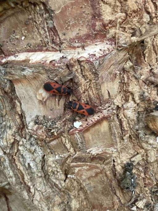 Casa Tranquila Barrada Villa Alcoutim Dış mekan fotoğraf